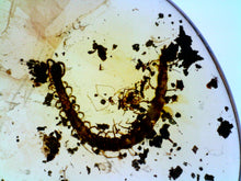 Load image into Gallery viewer, GEM Dinosaur age Burmite Fossil AMBER with rare HUGE PRISTINE CENTIPEDE! TESTED FOR AUTHENTICITY!!