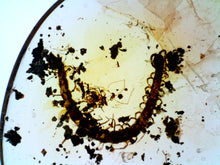 Load image into Gallery viewer, GEM Dinosaur age Burmite Fossil AMBER with rare HUGE PRISTINE CENTIPEDE! TESTED FOR AUTHENTICITY!!