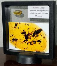 Load image into Gallery viewer, GEM Dinosaur age Burmite Fossil AMBER with a Cockroach and 3 Winged Insects! TESTED FOR AUTHENTICITY!!