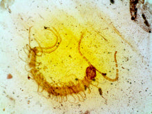 Load image into Gallery viewer, GEM Dinosaur age Burmite Fossil AMBER with rare HUGE PRISTINE CENTIPEDE! TESTED FOR AUTHENTICITY!!