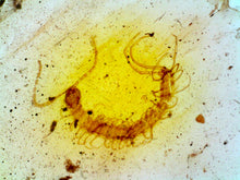 Load image into Gallery viewer, GEM Dinosaur age Burmite Fossil AMBER with rare HUGE PRISTINE CENTIPEDE! TESTED FOR AUTHENTICITY!!