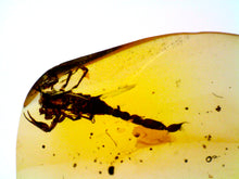 Load image into Gallery viewer, GEM Dinosaur age Burmite Fossil AMBER with a Rare Huge SCORPION! TESTED FOR AUTHENTICITY!!