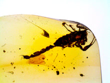 Load image into Gallery viewer, GEM Dinosaur age Burmite Fossil AMBER with a Rare Huge SCORPION! TESTED FOR AUTHENTICITY!!