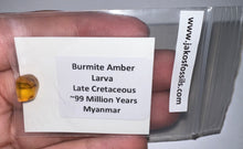 Load image into Gallery viewer, Dinosaur age Burmite Fossil AMBER with a HUGE 6+ mm Insect Larva! TESTED FOR AUTHENTICITY!!