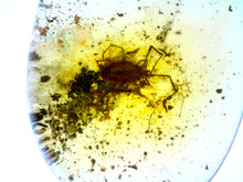 Load image into Gallery viewer, GEM Dinosaur age Burmite Fossil AMBER with a Rare Tick! TESTED FOR AUTHENTICITY!!