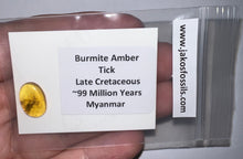 Load image into Gallery viewer, GEM Dinosaur age Burmite Fossil AMBER with a Rare Tick! TESTED FOR AUTHENTICITY!!