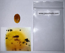 Load image into Gallery viewer, Dinosaur age Burmite Fossil AMBER with a Rare Tick! TESTED FOR AUTHENTICITY!!