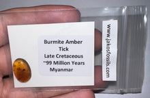 Load image into Gallery viewer, Dinosaur age Burmite Fossil AMBER with a Rare Tick! TESTED FOR AUTHENTICITY!!