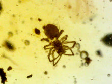 Load image into Gallery viewer, Dinosaur age Burmite Fossil AMBER with SPIDER Lot! One Per Order! TESTED FOR AUTHENTICITY!!
