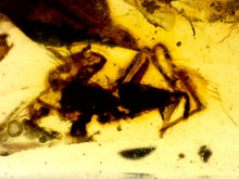 Load image into Gallery viewer, Dinosaur age Burmite Fossil AMBER with SPIDER Lot! One Per Order! TESTED FOR AUTHENTICITY!!