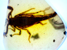 Load image into Gallery viewer, GEM Dinosaur age Burmite Fossil AMBER with a Rare Huge SCORPION! TESTED FOR AUTHENTICITY!!