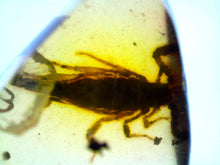 Load image into Gallery viewer, GEM Dinosaur age Burmite Fossil AMBER with a Rare Huge SCORPION! TESTED FOR AUTHENTICITY!!