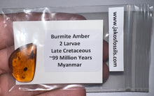 Load image into Gallery viewer, Dinosaur age Burmite Fossil AMBER with 2 HUGE 5+ mm Insect Larvae! TESTED FOR AUTHENTICITY!!
