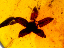 Load image into Gallery viewer, GEM QUALITY Dinosaur age Burmite AMBER with a Rare Five Petal FLOWER! TESTED FOR AUTHENTICITY!!