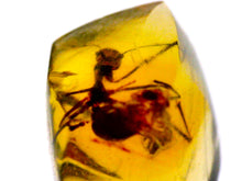 Load image into Gallery viewer, GEM Dinosaur age Burmite Fossil AMBER with Rare Pristine Ant! TESTED FOR AUTHENTICITY!!