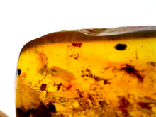 Load image into Gallery viewer, GEM Dinosaur age Burmite Fossil AMBER with rare CENTIPEDE, Tick, and Arachnid! TESTED FOR AUTHENTICITY!!