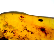 Load image into Gallery viewer, GEM Dinosaur age Burmite Fossil AMBER with rare CENTIPEDE, Tick, and Arachnid! TESTED FOR AUTHENTICITY!!