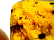 Load image into Gallery viewer, GEM Dinosaur age Burmite Fossil AMBER with rare CENTIPEDE, Tick, and Arachnid! TESTED FOR AUTHENTICITY!!