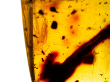 Load image into Gallery viewer, Dinosaur age Burmite Fossil AMBER with SUPER RARE FEATHER and TICK! TESTED FOR AUTHENTICITY!!