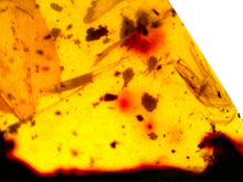 Load image into Gallery viewer, Dinosaur age Burmite Fossil AMBER with SUPER RARE FEATHER and TICK! TESTED FOR AUTHENTICITY!!