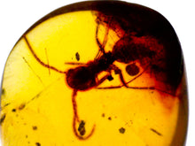 Load image into Gallery viewer, GEM Dinosaur age Burmite Fossil AMBER with Rare Pristine Ant! TESTED FOR AUTHENTICITY!!
