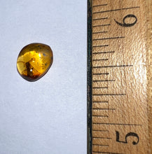 Load image into Gallery viewer, GEM Dinosaur age Burmite Fossil AMBER with Rare Pristine Ant! TESTED FOR AUTHENTICITY!!