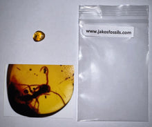 Load image into Gallery viewer, GEM Dinosaur age Burmite Fossil AMBER with Rare Pristine Ant! TESTED FOR AUTHENTICITY!!