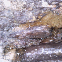 Load image into Gallery viewer, Triceratops type Ceratopsian Partial Brow Horn 7.8 Inches with Associated Carnivorous Dinosaur Tooth!! Hell Creek Montana