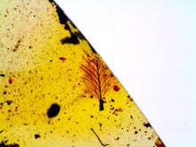 Load image into Gallery viewer, GEM Dinosaur age Burmite Fossil AMBER with SUPER RARE FEATHER! TESTED FOR AUTHENTICITY!!