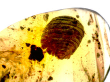 Load image into Gallery viewer, GEM Dinosaur age Burmite Fossil AMBER with a Super Rare Pristine ISOPOD! TESTED FOR AUTHENTICITY!!