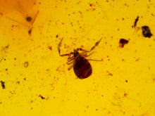Load image into Gallery viewer, Dinosaur age Burmite Fossil AMBER with rare pristine PSEUDOSCORPION! TESTED FOR AUTHENTICITY!!