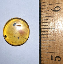Load image into Gallery viewer, Dinosaur age Burmite Fossil AMBER with rare pristine PSEUDOSCORPION! TESTED FOR AUTHENTICITY!!