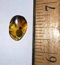 Load image into Gallery viewer, GEM Dinosaur age Burmite Fossil AMBER with a Super Rare Pristine ISOPOD! TESTED FOR AUTHENTICITY!!