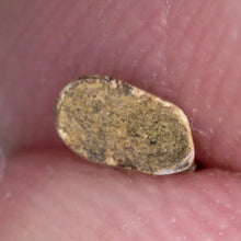 Load image into Gallery viewer, Rare Acheroraptor Fossil Tooth Dromaeosaur True Raptor from the Hell Creek .32 Inches!