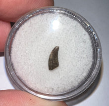 Load image into Gallery viewer, Rare Acheroraptor Fossil Tooth Dromaeosaur True Raptor from the Hell Creek .32 Inches!