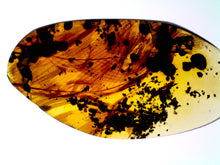 Load image into Gallery viewer, Dinosaur age Burmite Fossil AMBER with SUPER RARE 2 HUGE 14 MM FEATHERS! TESTED FOR AUTHENTICITY!!