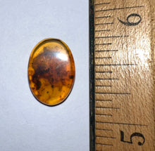Load image into Gallery viewer, Dinosaur age Burmite Fossil AMBER with a Rare Pristine Millipede and Insect Larva! TESTED FOR AUTHENTICITY!!