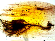 Load image into Gallery viewer, GEM QUALITY Dinosaur age Burmite AMBER with a Rare Algal "Flower" ELECTROPHYCUS! TESTED FOR AUTHENTICITY!!