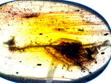 Load image into Gallery viewer, GEM QUALITY Dinosaur age Burmite AMBER with a Rare Algal "Flower" ELECTROPHYCUS! TESTED FOR AUTHENTICITY!!