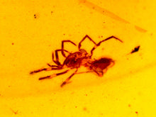 Load image into Gallery viewer, Dinosaur age Burmite Fossil AMBER with SPIDER Lot! One Per Order! TESTED FOR AUTHENTICITY!!