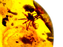 Load image into Gallery viewer, Dinosaur age Burmite Fossil AMBER with SPIDER Lot! One Per Order! TESTED FOR AUTHENTICITY!!