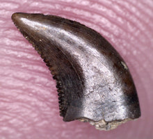 Load image into Gallery viewer, Rare PRISTINE Acheroraptor Fossil Tooth Dromaeosaur True Raptor from the Hell Creek .27 Inches!