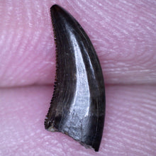 Load image into Gallery viewer, Rare PRISTINE Acheroraptor Fossil Tooth Dromaeosaur True Raptor from the Hell Creek .41 Inches!
