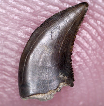 Load image into Gallery viewer, Rare PRISTINE Acheroraptor Fossil Tooth Dromaeosaur True Raptor from the Hell Creek .27 Inches!