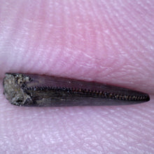 Load image into Gallery viewer, Rare PRISTINE Acheroraptor Fossil Tooth Dromaeosaur True Raptor from the Hell Creek .41 Inches!