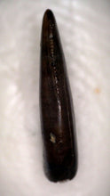 Load image into Gallery viewer, Rare PRISTINE Acheroraptor Fossil Tooth Dromaeosaur True Raptor from the Hell Creek .27 Inches!