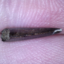 Load image into Gallery viewer, Rare Acheroraptor Fossil Tooth Dromaeosaur True Raptor from the Hell Creek .44 Inches!