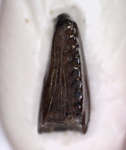 Load image into Gallery viewer, SUPER RARE Troodon type Fossil Tooth from the Hell Creek 6.23 mm!
