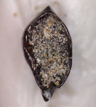 Load image into Gallery viewer, SUPER RARE Troodon type Fossil Tooth from the Hell Creek 6.23 mm!
