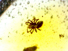 Load image into Gallery viewer, Dinosaur age Burmite Fossil AMBER with SPIDER Lot! One Per Order! TESTED FOR AUTHENTICITY!!